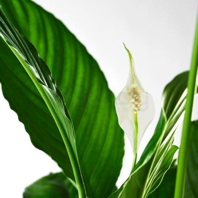Живое растение SPATHIPHYLLUM 168.040.78 IKEA (ИКЕА SPATHIPHYLLUM), фото 5