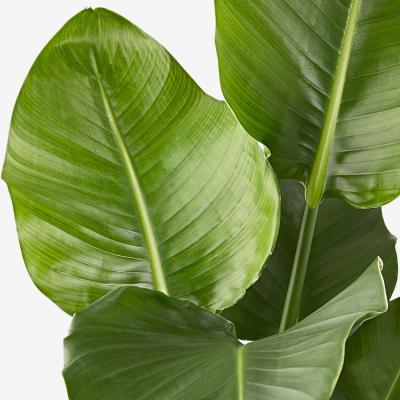 Живое растение STRELITZIA 104.267.19 IKEA (ИКЕА STRELITZIA), фото 3