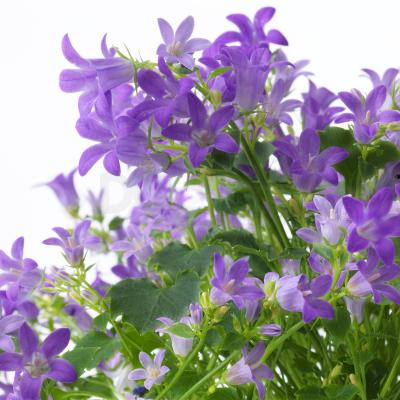 CAMPANULA PORTENSCHLAGIANA 304.918.60 IKEA (ИКЕА CAMPANULA PORTENSCHLAGIANA), фото 4