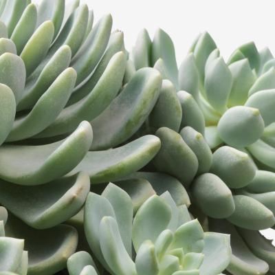 Живое растение SUCCULENT 503.646.58 IKEA (ИКЕА СОЧНЫЕ), фото 4