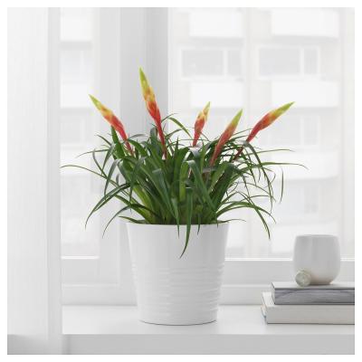 Кімнатна рослина VRIESEA 704.933.29 IKEA (ИКЕА VRIESEA), фото 2