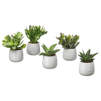Живое растение SUCCULENT 003.432.77 IKEA (ИКЕА СОЧНЫЕ), фото 1