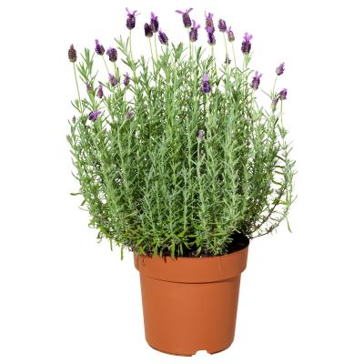LAVANDULA 004.933.23 IKEA (ИКЕА Lavandula), фото 1