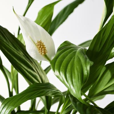 Живое растение SPATHIPHYLLUM 601.449.01 IKEA (ИКЕА SPATHIPHYLLUM), фото 4