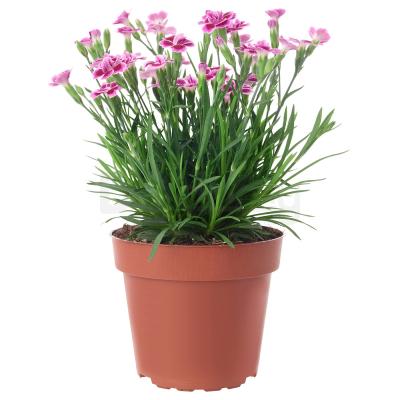 DIANTHUS 504.933.92 IKEA (ИКЕА ДИАНТ), фото 1