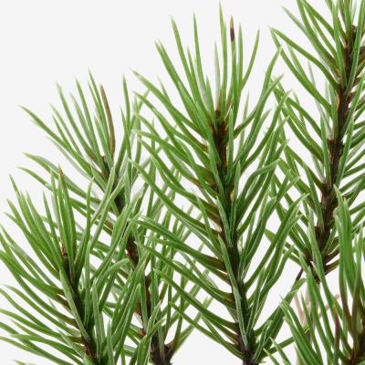 Искусственное растение FEJKA 204.966.22 IKEA (ИКЕА ФЕЙКА), фото 3