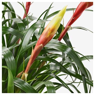 Кімнатна рослина VRIESEA 704.933.29 IKEA (ИКЕА VRIESEA), фото 3