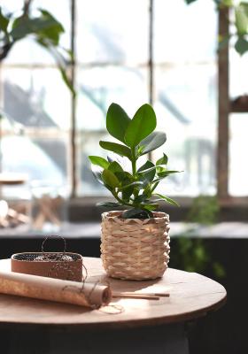 Живое растение CLUSIA 702.345.62 IKEA (ИКЕА CLUSIA), фото 7