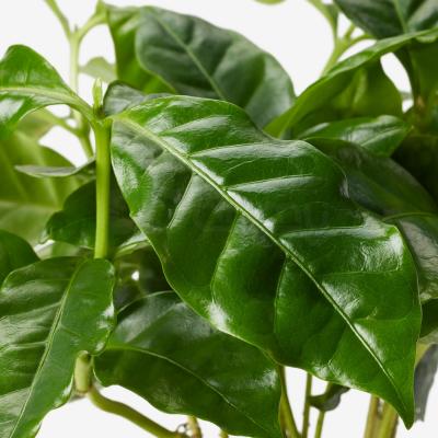 Кімнатна рослина з кухлем COFFEA ARABICA 705.005.89 IKEA (ИКЕА КОФЕ АРАБИКА), фото 3