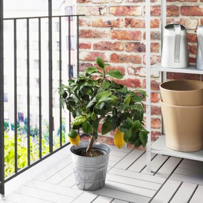 CITRUS 004.917.72 IKEA (ИКЕА ЦИТРУСОВЫЕ), фото 2