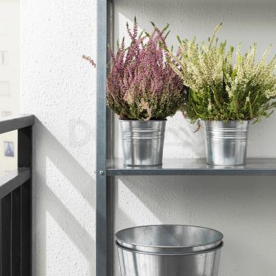 Комнатное растение CALLUNA 705.005.94 IKEA (ИКЕА КАЛЛУНА), фото 3