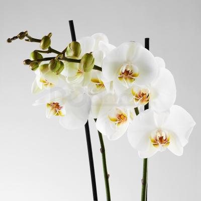 Живое растение PHALAENOPSIS 103.033.65 IKEA (ИКЕА ФАЛЕНОПСИС), фото 4
