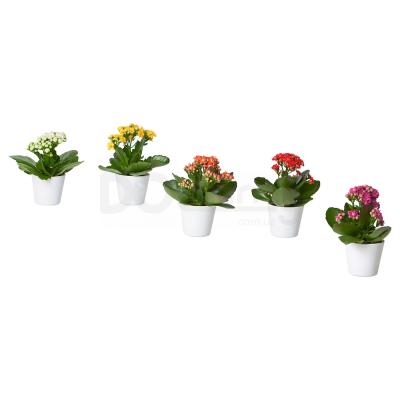 Растение с горшком KALANCHOE 105.005.92 IKEA (ИКЕА КАЛАНЧОЕ), фото 1