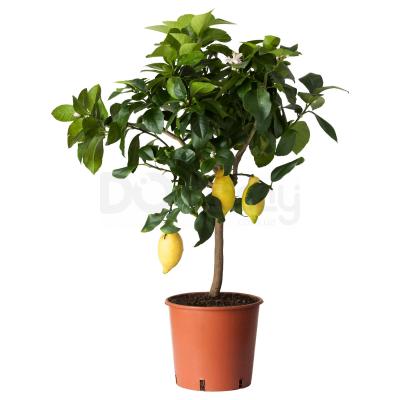 CITRUS 004.917.72 IKEA (ИКЕА ЦИТРУСОВЫЕ), фото 1