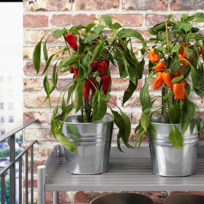 CAPSICUM ANNUUM 904.933.28 IKEA (ИКЕА CAPSICUM ANNUUM), фото 2