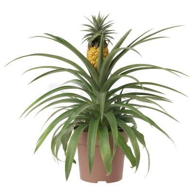ANANAS 304.932.65 IKEA (ИКЕА АНАНАС), фото 1