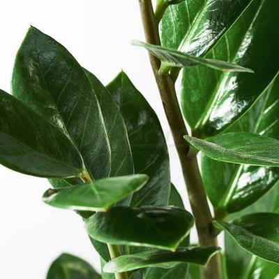 Живое растение ZAMIOCULCAS 900.379.90 IKEA (ИКЕА ЗАМИОКУЛЬКАС), фото 4