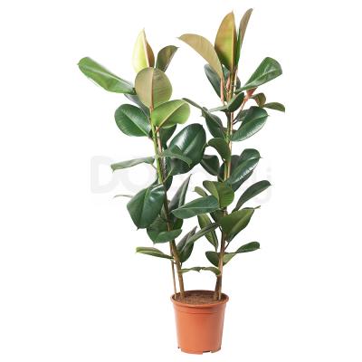 Живое растение FICUS ELASTICA ROBUSTA 804.952.00 IKEA (ИКЕА ФИКУС ЭЛАСТИКА РОБУСТА), фото 1