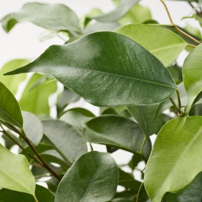 Жива рослина FICUS BENJAMINA 804.488.45 IKEA (ИКЕА ФИКУС БЕНДЖАМИНА), фото 2