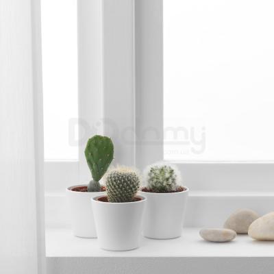 Живое растение CACTACEAE 704.020.32 IKEA (ИКЕА CACTACEAE), фото 2