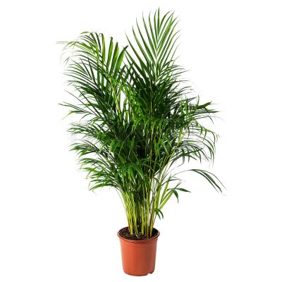 Живое растение DYPSIS LUTESCENS 468.040.05 IKEA (ИКЕА DYPSIS LUTESCENS), фото 1