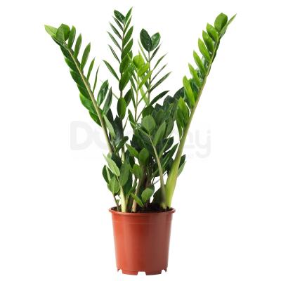 Живое растение ZAMIOCULCAS 900.379.90 IKEA (ИКЕА ЗАМИОКУЛЬКАС), фото 1