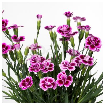 DIANTHUS 504.933.92 IKEA (ИКЕА ДИАНТ), фото 3