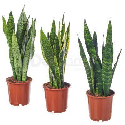 Живое растение SANSEVIERIA TRIFASCIATA 004.210.29 IKEA (ИКЕА SANSEVIERIA TRIFASCIATA), фото 1