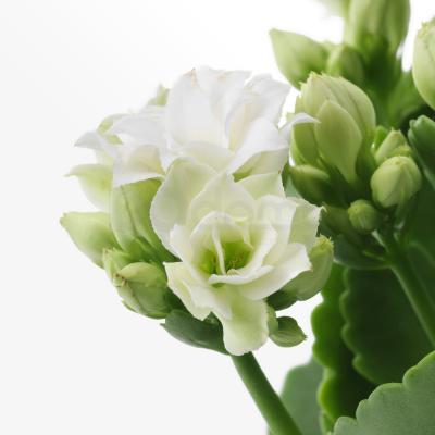 Растение с горшком KALANCHOE 105.005.92 IKEA (ИКЕА КАЛАНЧОЕ), фото 4