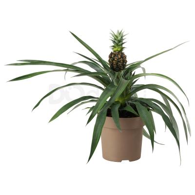 ANANAS 304.932.65 IKEA (ИКЕА АНАНАС), фото 2