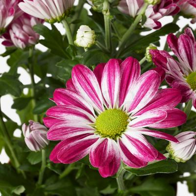 Комнатное растение CHRYSANTHEMUM 104.918.75 IKEA (ИКЕА ХРИЗАНТЕМ), фото 4