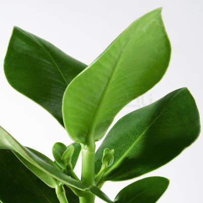 Живое растение CLUSIA 702.345.62 IKEA (ИКЕА CLUSIA), фото 4