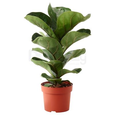 Комнатное растение FICUS LYRATA BAMBINO 104.853.65 IKEA (ИКЕА ФИКУС ЛИРАТА БАМБИНО), фото 1