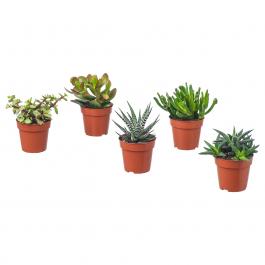 Живое растение SUCCULENT 103.110.06 IKEA (ИКЕА СОЧНЫЕ), фото