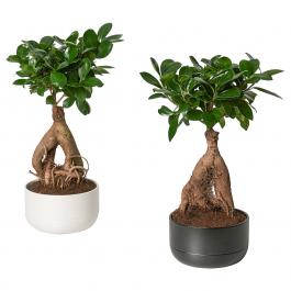 Живе рослина FICUS MICROCARPA GINSENG 404.327.28 IKEA (ИКЕА ФИКУС MICROCARPA GINSENG), фото