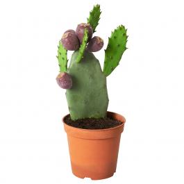 OPUNTIA VULGARIS 704.933.91 IKEA (ИКЕА ОПУНЦИЯ ВУЛГАРИС), фото