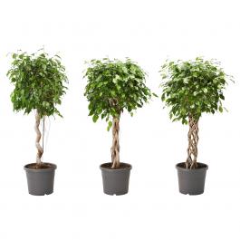 Жива рослина FICUS BENJAMINA 804.488.45 IKEA (ИКЕА ФИКУС БЕНДЖАМИНА), фото