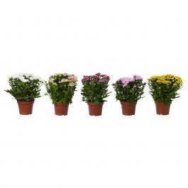 Комнатное растение CHRYSANTHEMUM 104.918.75 IKEA (ИКЕА ХРИЗАНТЕМ), фото