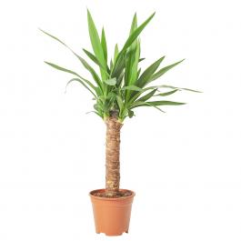 Комнатное растение YUCCA ELEPHANTIPES 705.009.33 IKEA (ИКЕА ЮККА СЛОНЫ), фото
