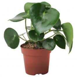 Живе рослина PEPEROMIA POLYBOTRYA 504.085.44 IKEA (ИКЕА PEPEROMIA POLYBOTRYA), фото