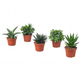 Живое растение SUCCULENT 503.646.58 IKEA (ИКЕА СОЧНЫЕ), фото