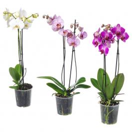 Живое растение PHALAENOPSIS 103.033.65 IKEA (ИКЕА ФАЛЕНОПСИС), фото