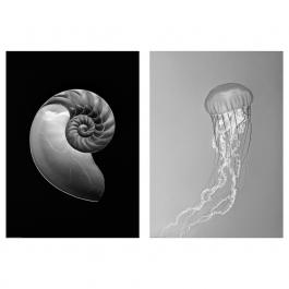 BILD 105.004.60 IKEA (ИКЕА BILD), фото