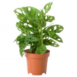 Кімнатна рослина MONSTERA ADASONII 104.923.75 IKEA (ИКЕА МОНСТР АДАСОНИИ), фото