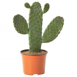 Комнатное растение OPUNTIA RUBESCENS 505.010.33 IKEA (ИКЕА ОПУНЦИЯ РУБЕСЦЕНС), фото