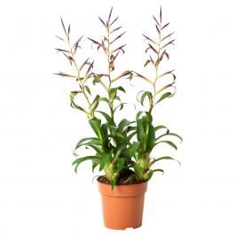 TILLANDSIA LEIBOLDIANA 304.933.93 IKEA (ИКЕА ТИЛЛАНДСИЯ ЛЕЙБОЛДАНА), фото