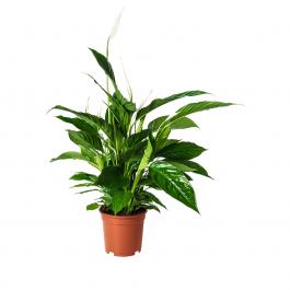 Живое растение SPATHIPHYLLUM 168.040.78 IKEA (ИКЕА SPATHIPHYLLUM), фото