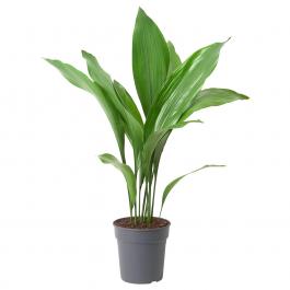 Живое растение ASPIDISTRA ELATIOR 404.924.49 IKEA (ИКЕА ASPIDISTRA ELATIOR), фото
