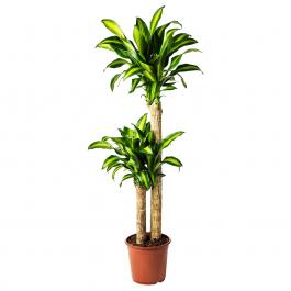 Живое растение DRACAENA MASSANGEANA 704.084.68 IKEA (ИКЕА DRACAENA MASSANGEANA), фото