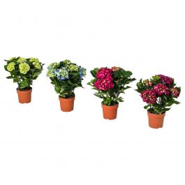 HYDRANGEA 504.918.21 IKEA (ИКЕА ГОРТЕНЗИЯ), фото